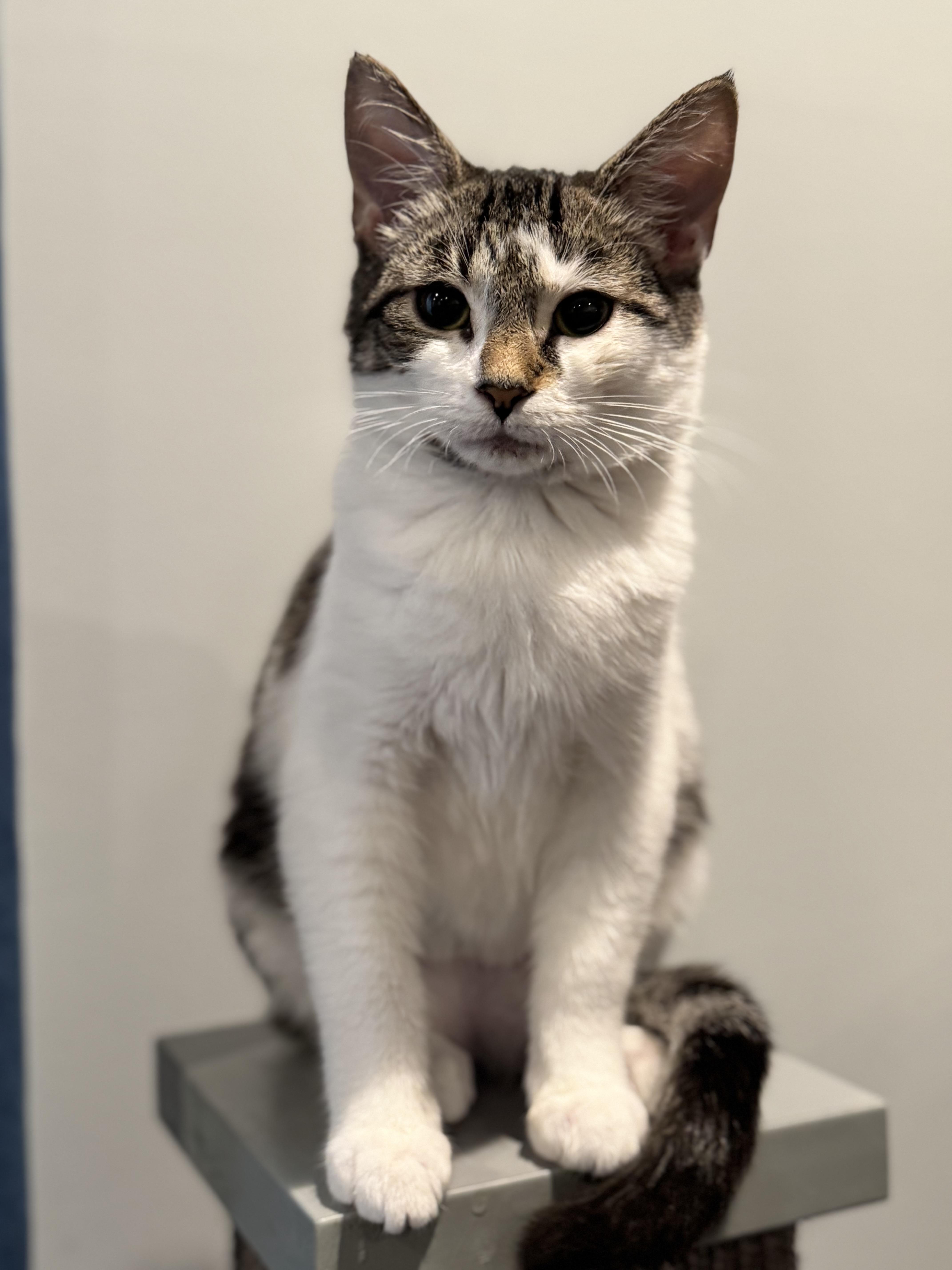 Amonra St. Brown thumbnail 3