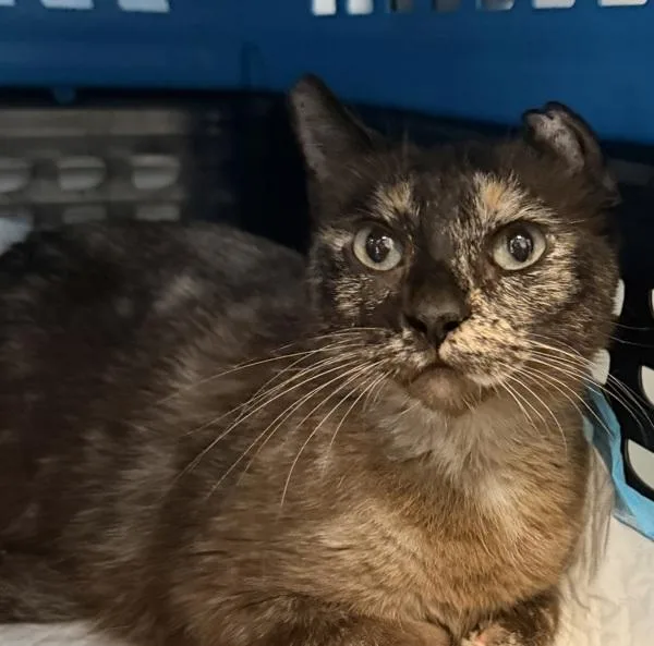 An adult small-sized female Domestic Short Hair cat named Max for adoption in San Diego, CA