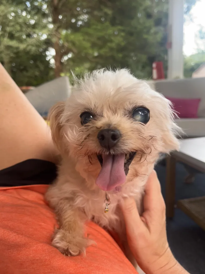 Bibi