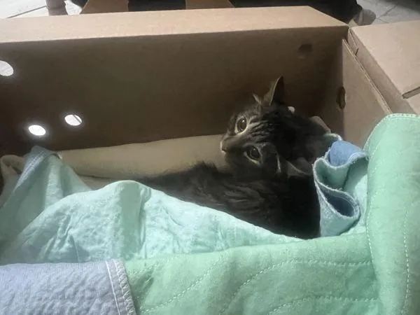 An adult medium-sized female Domestic Long Hair cat named Lamb for adoption in Ridgewood, NY