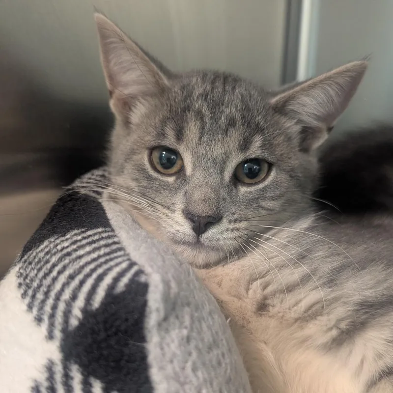 A baby medium-sized female Tabby (Gray / Blue / Silver) Domestic Short Hair cat named Ember for adoption in Fenton, MI