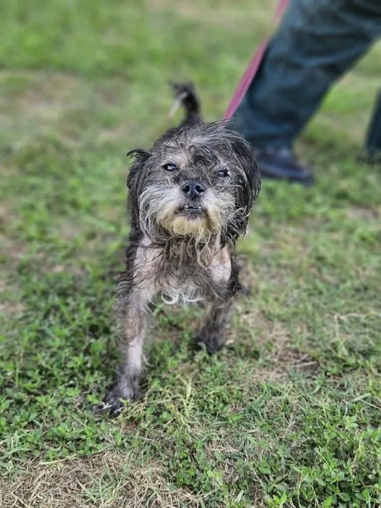 An adult small-sized male Tricolor (Brown, Black, & White) Shih Tzu dog named Creature for adoption in Lakeland, FL