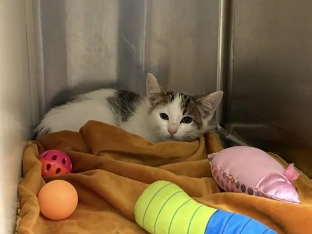 A baby medium-sized male Domestic Short Hair cat named Flower for adoption in Colorado Springs, CO
