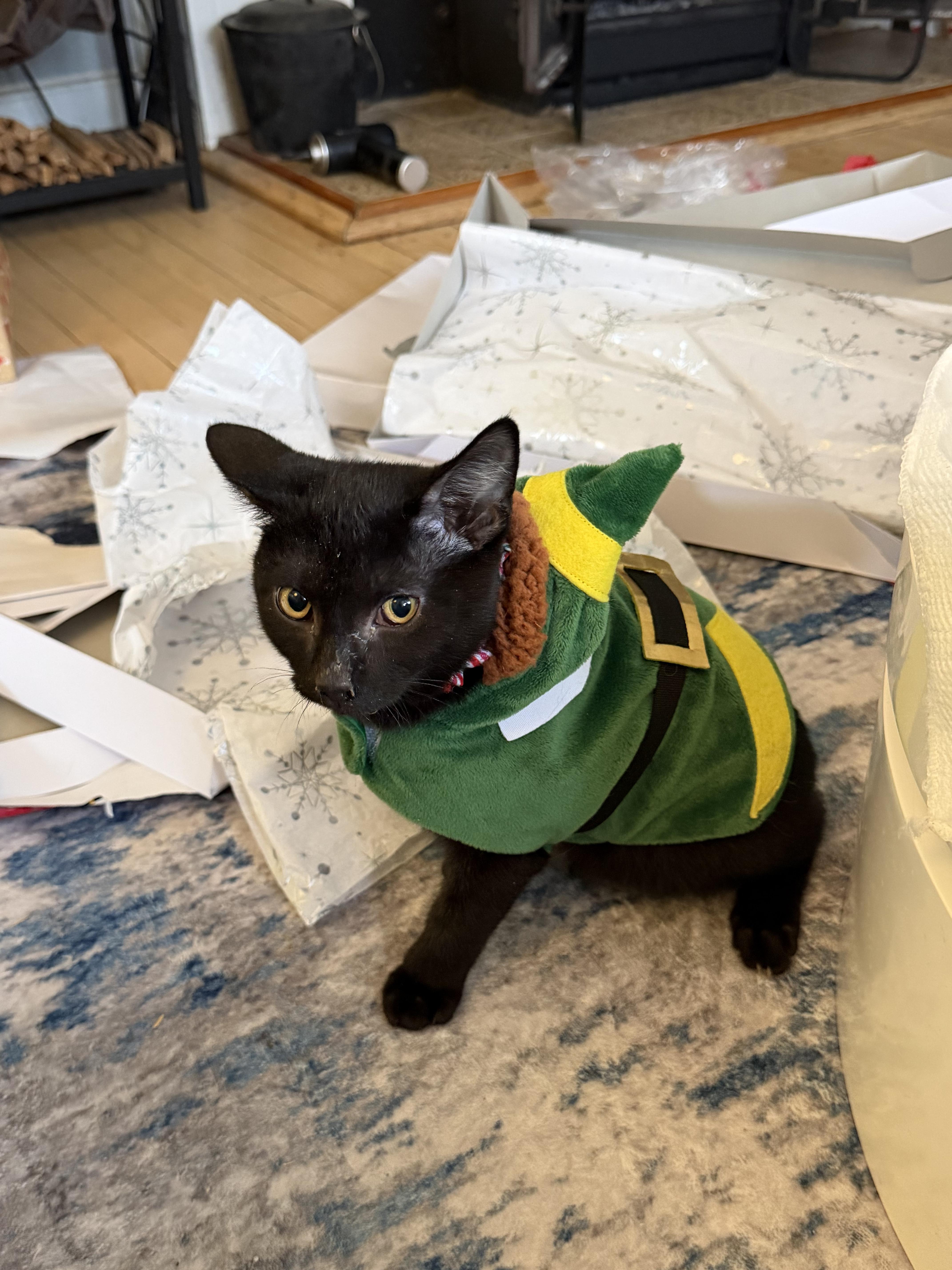 A young medium-sized female Black Domestic Short Hair cat named Berry  Tiny Tornado for adoption in West Haven, CT
