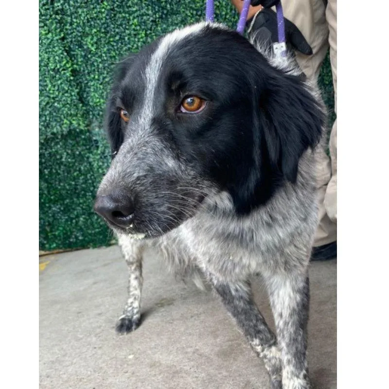 An adult medium-sized female Australian Cattle Dog / Blue Heeler dog named Oyster for adoption in Jackson, WY