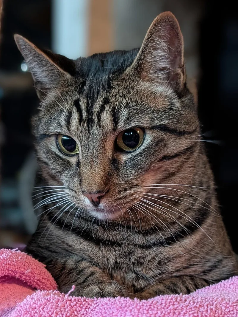 An adult large-sized male Domestic Short Hair cat named Brody for adoption in Monrovia, CA
