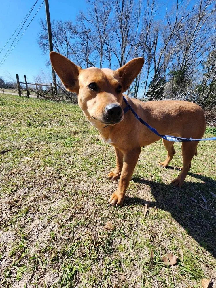 Butterscotch thumbnail 3