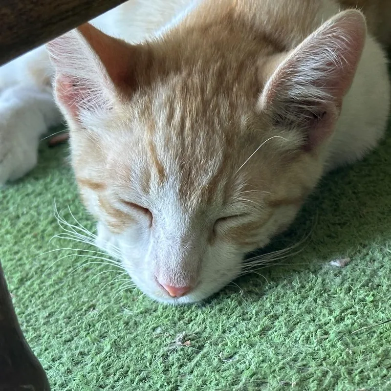 A baby small-sized male Orange / Red Domestic Short Hair cat named Dewey for adoption in Hemet, CA