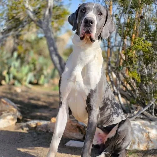A young extra large-sized male Gray / Blue / Silver Great Dane dog named Blue for adoption in Tehachapi, CA