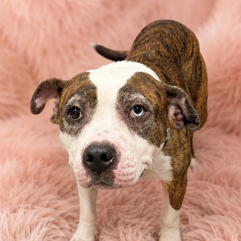An adult medium-sized female Brindle Pit Bull Terrier dog named Zoe for adoption in Henderson, NV