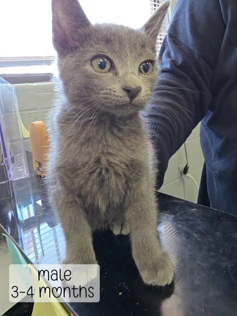 A baby medium-sized male Domestic Medium Hair cat named Earl Grey for adoption in Holbrook, AZ