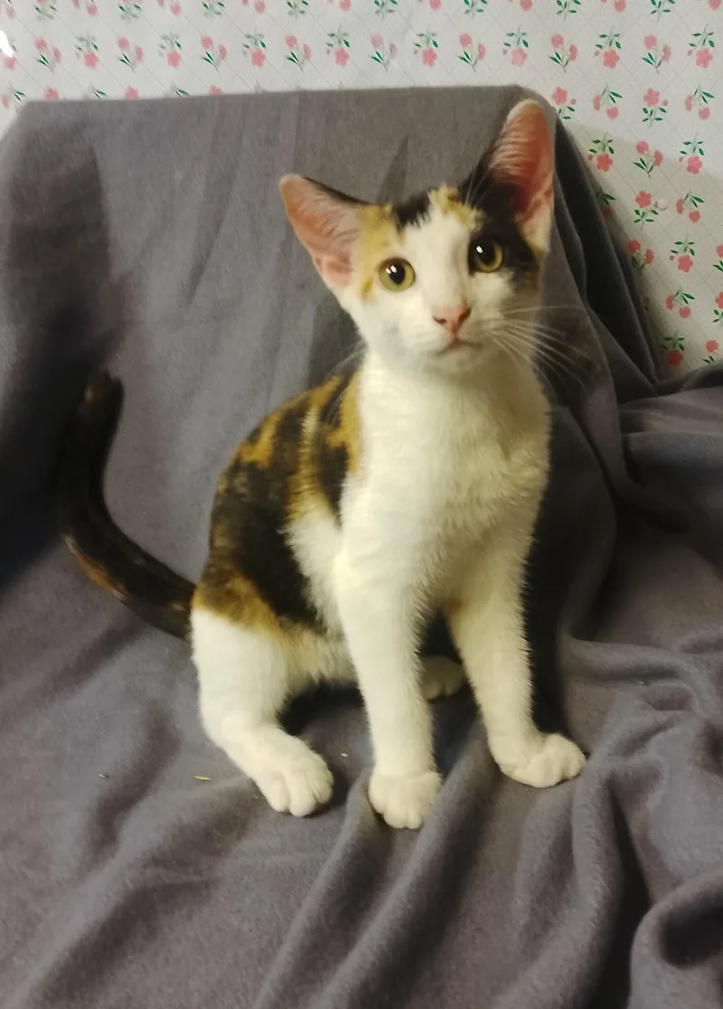 A baby medium-sized female Calico Domestic Short Hair cat named Faith for adoption in Thorofare, NJ