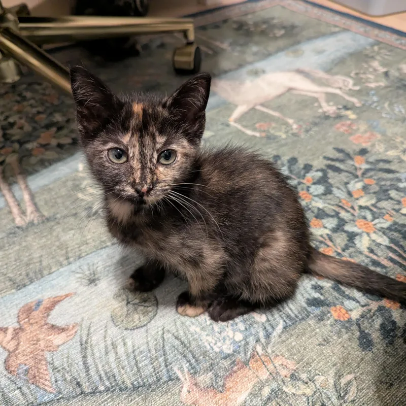 A baby medium-sized female Tortoiseshell Domestic Short Hair cat named Cinnamon Roll for adoption in Fort Worth, TX