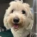 An adult small-sized male White / Cream Maltese dog named Snowball for adoption in Calverton, NY