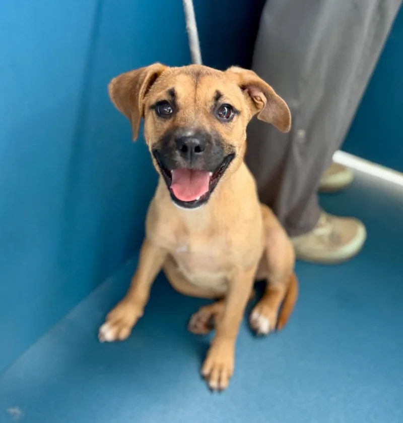 A baby small-sized female Boxer dog named Peach for adoption in Ellijay, GA