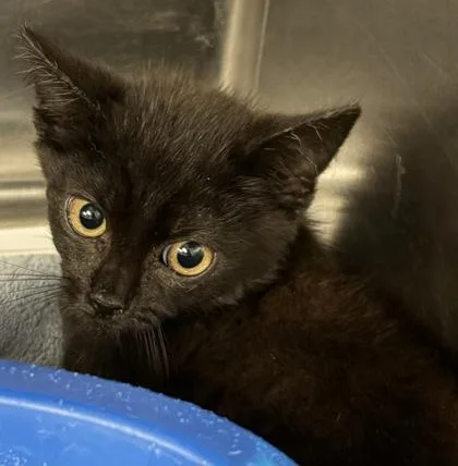A baby small-sized male Domestic Short Hair cat named Texas for adoption in West Chester, PA