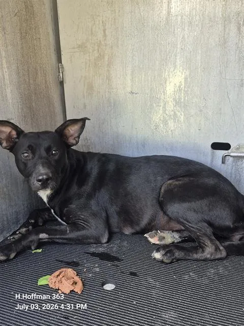 A young medium-sized female American Staffordshire Terrier dog named Ella for adoption in San Antonio, TX