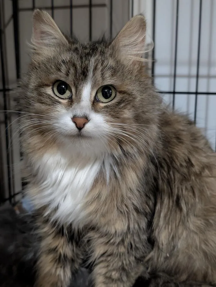 An adult medium-sized female Domestic Long Hair cat named Evangeline for adoption in Duxbury, MA