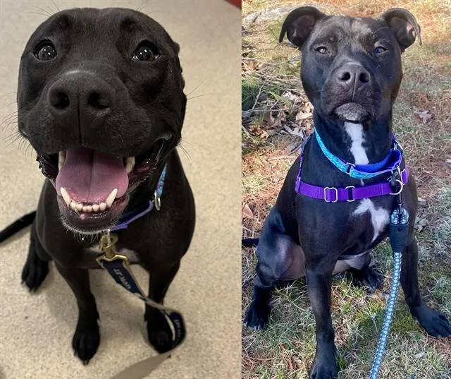 An adult medium-sized female Labrador Retriever dog named Flo for adoption in Dedham, MA