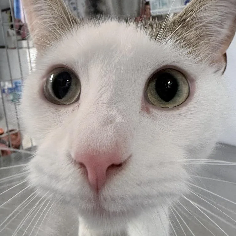 A young medium-sized male White Domestic Short Hair cat named Little Bear for adoption in New York, NY