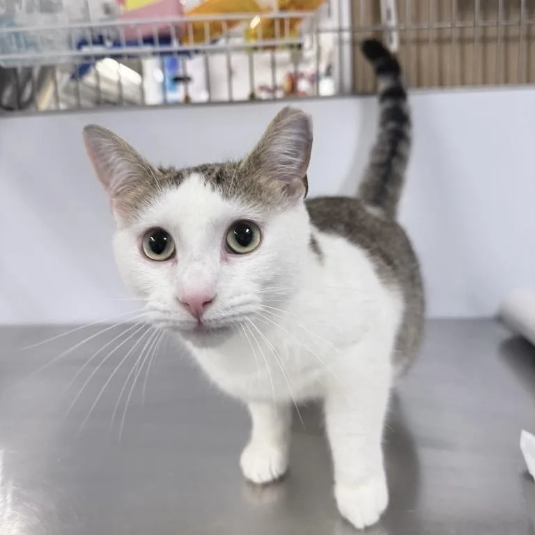 Little Bear thumbnail 2