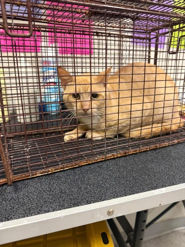 An adult medium-sized male Domestic Short Hair cat named Popcorn Sutton for adoption in Sorrento, LA
