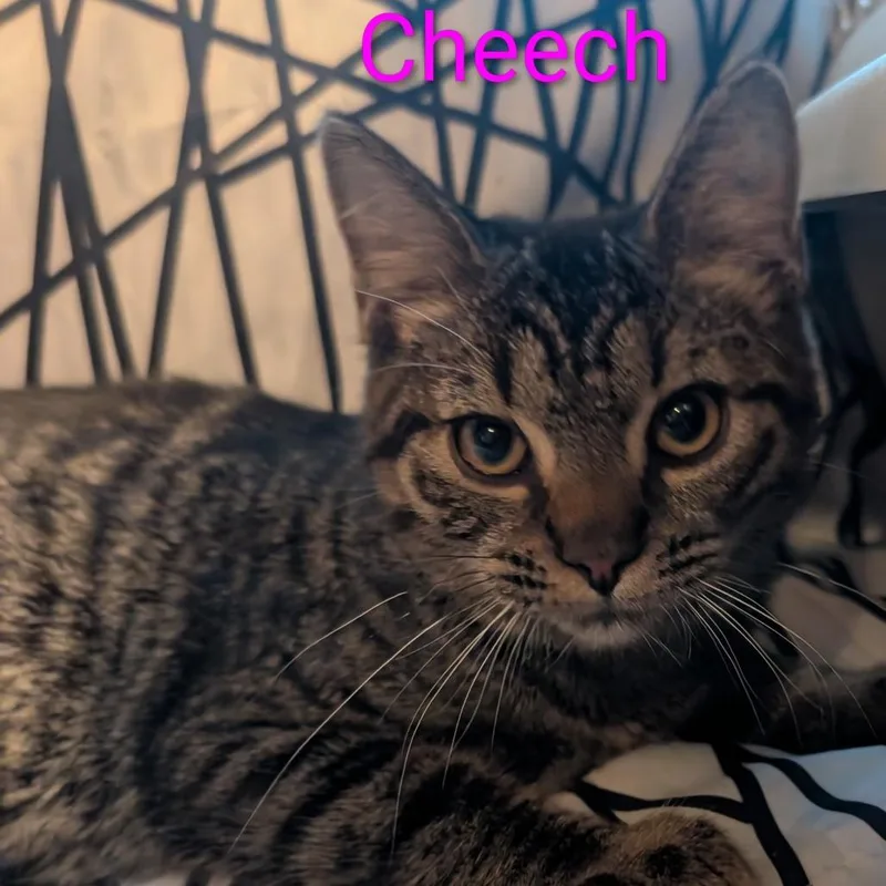 A baby small-sized male Brown / Chocolate Domestic Short Hair cat named Cheech for adoption in Carmel, IN