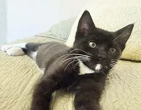 A baby medium-sized female Black & White / Tuxedo Tuxedo cat named Franny for adoption in Tiburon, CA