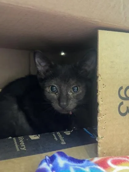 A baby small-sized female Domestic Short Hair cat named Rhinestone for adoption in Vero Beach, FL