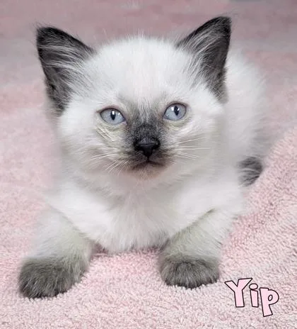 Yip