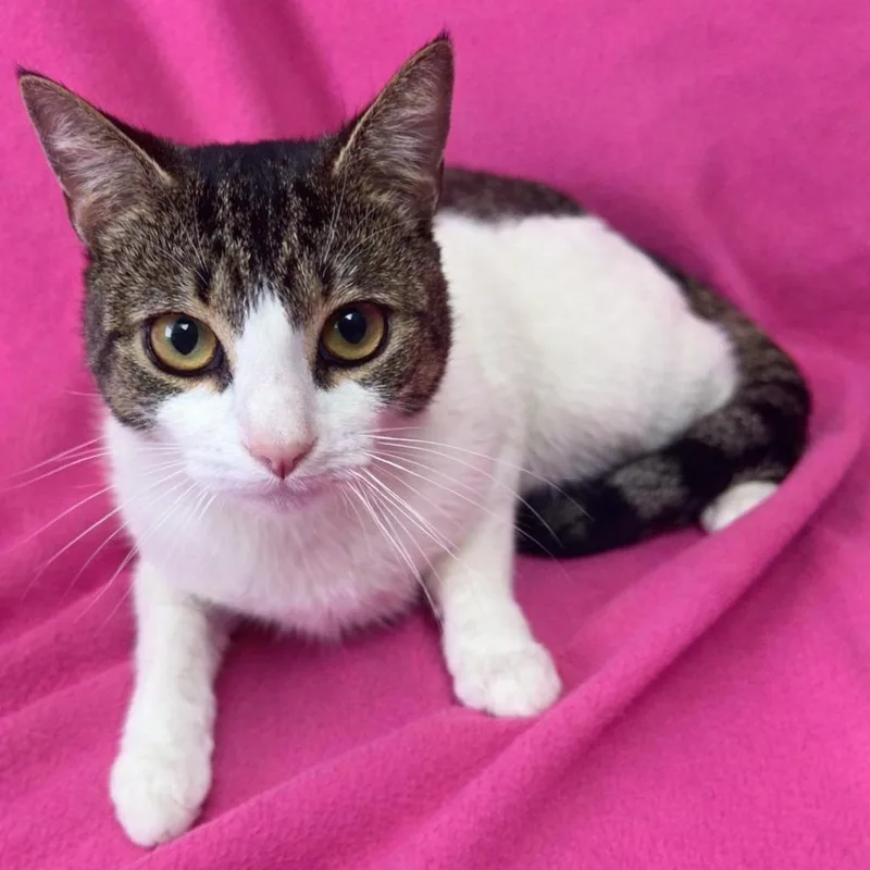 A young medium-sized male White Domestic Short Hair cat named Larry for adoption in Valdosta, GA