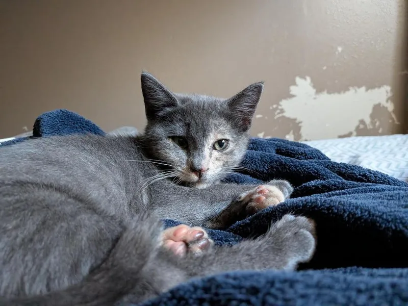 A baby medium-sized female Domestic Short Hair cat named Bonnie for adoption in Logan, UT