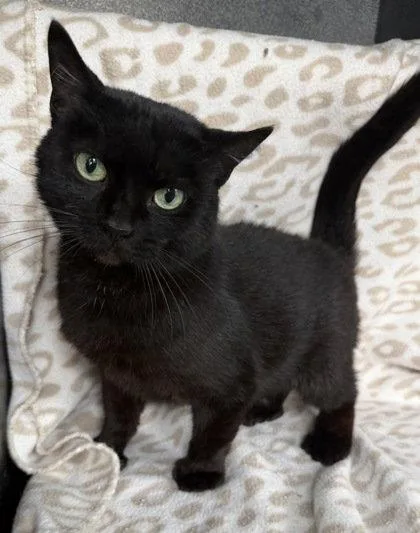 A senior small-sized female Black Domestic Short Hair cat named 7086 (Mia) for adoption in Lake City, MI