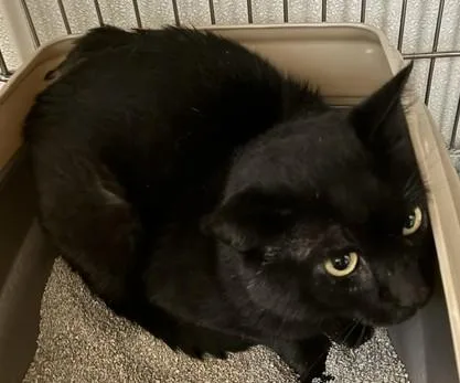 An adult medium-sized male Black Domestic Short Hair cat named Harley for adoption in Lead, SD