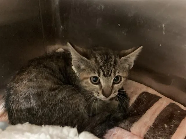 A baby small-sized female Domestic Short Hair cat named Peregrine for adoption in Tustin, CA