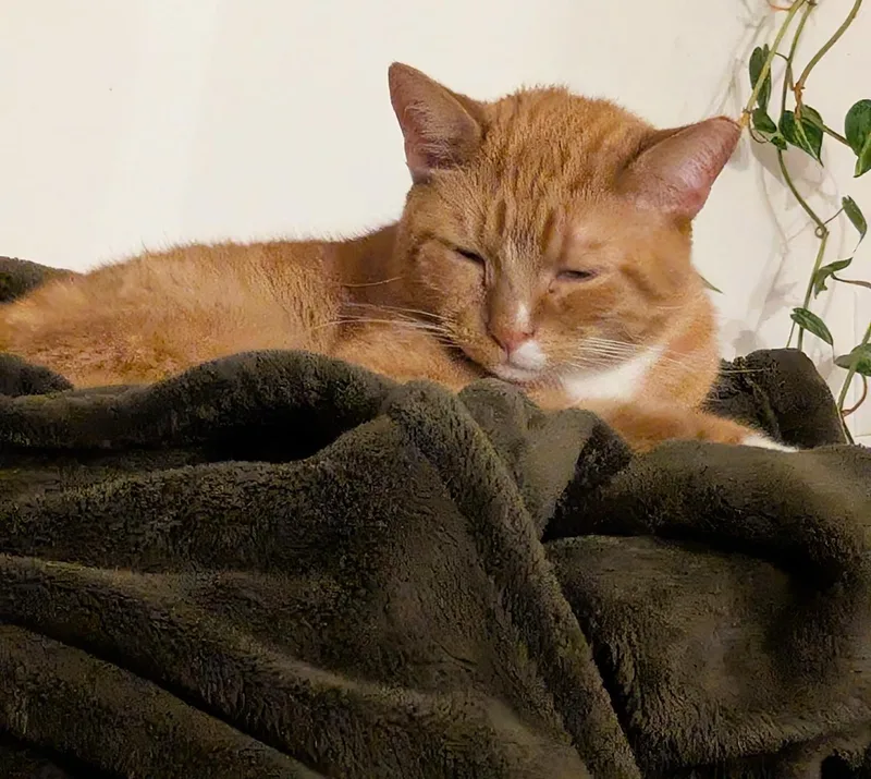 Jupiter Farson thumbnail 4