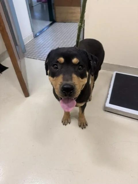 A young large-sized male Rottweiler dog named A for adoption in Fremont, CA