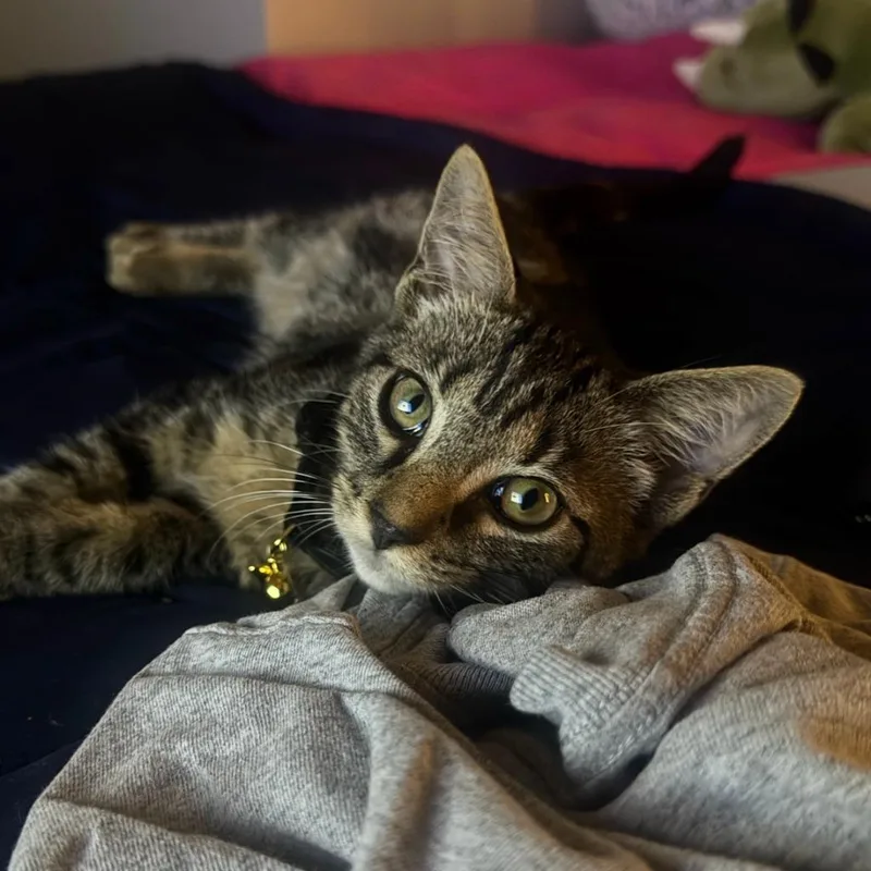 A baby small-sized male Domestic Short Hair cat named Ferdinand Bagel for adoption in State College, PA
