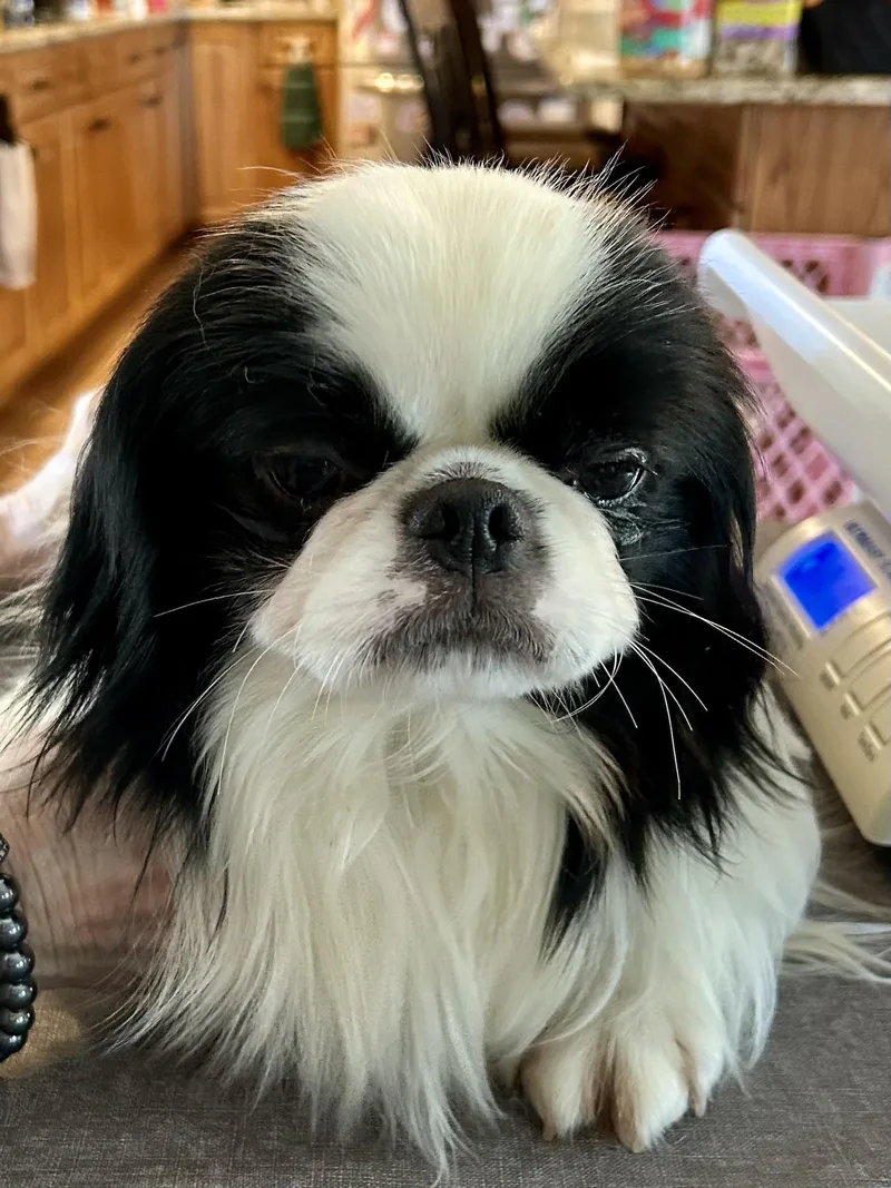 A young small-sized male Black Japanese Chin dog named Frazier for adoption in POTOMAC, MD