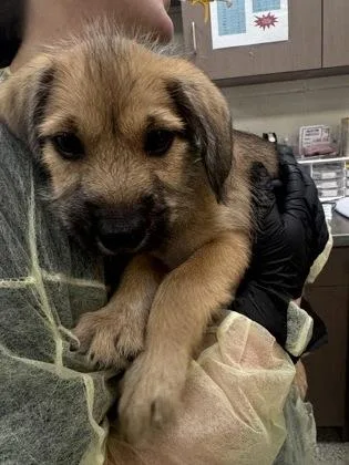A baby small-sized male Terrier dog named Jade for adoption in Fishers, IN