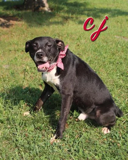 An adult medium-sized male Labrador Retriever dog named Cj for adoption in Parma, OH
