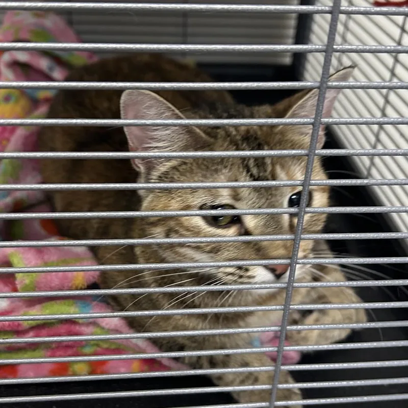 A young medium-sized female Calico Domestic Short Hair cat named Charlotte for adoption in Hannibal, MO
