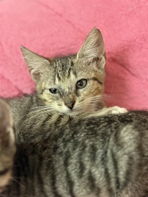A baby small-sized male Domestic Medium Hair cat named Falcao for adoption in Sugar Land, TX