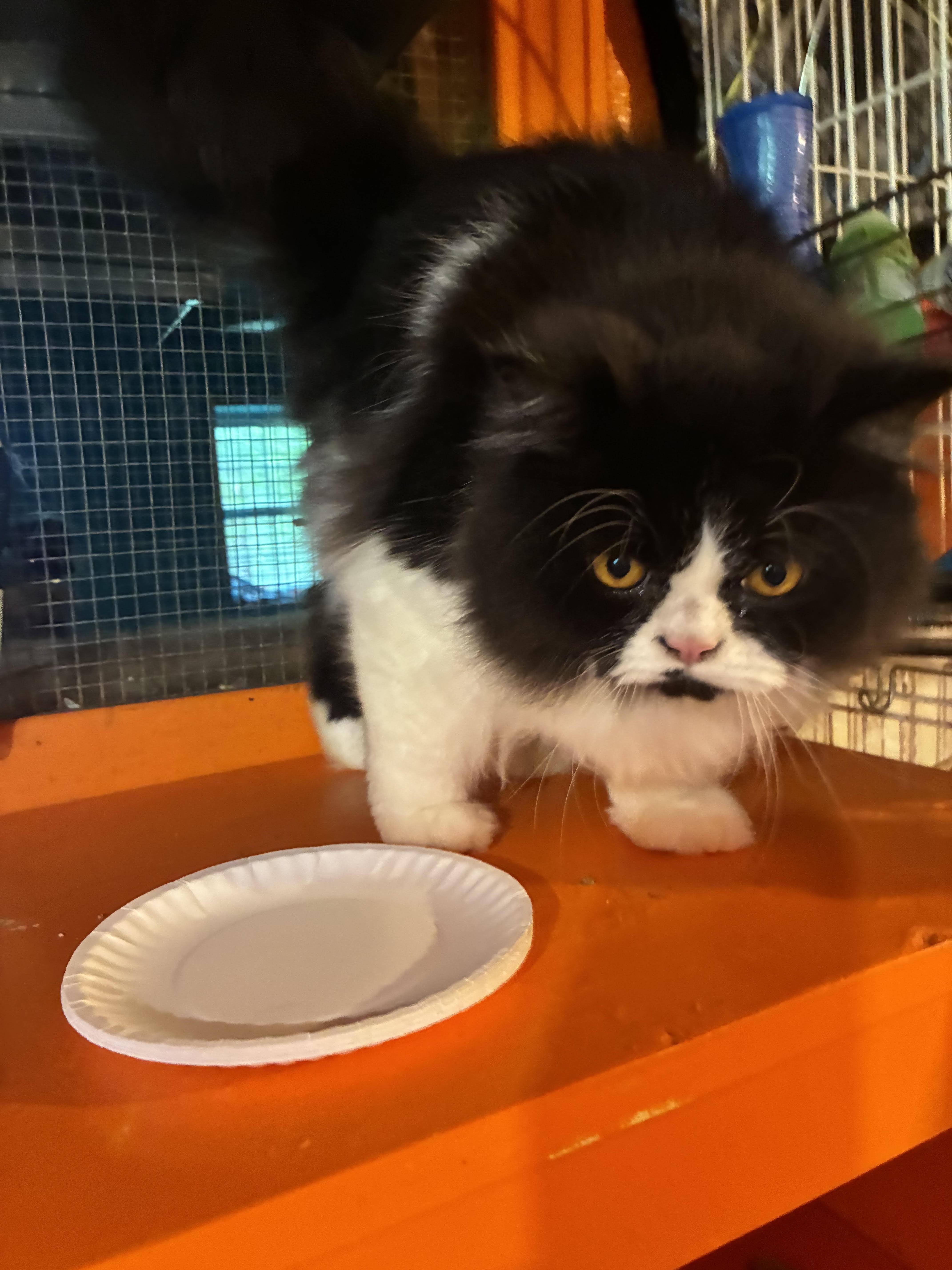 An adult medium-sized male Black & White / Tuxedo Persian cat named Panda for adoption in Howell, MI