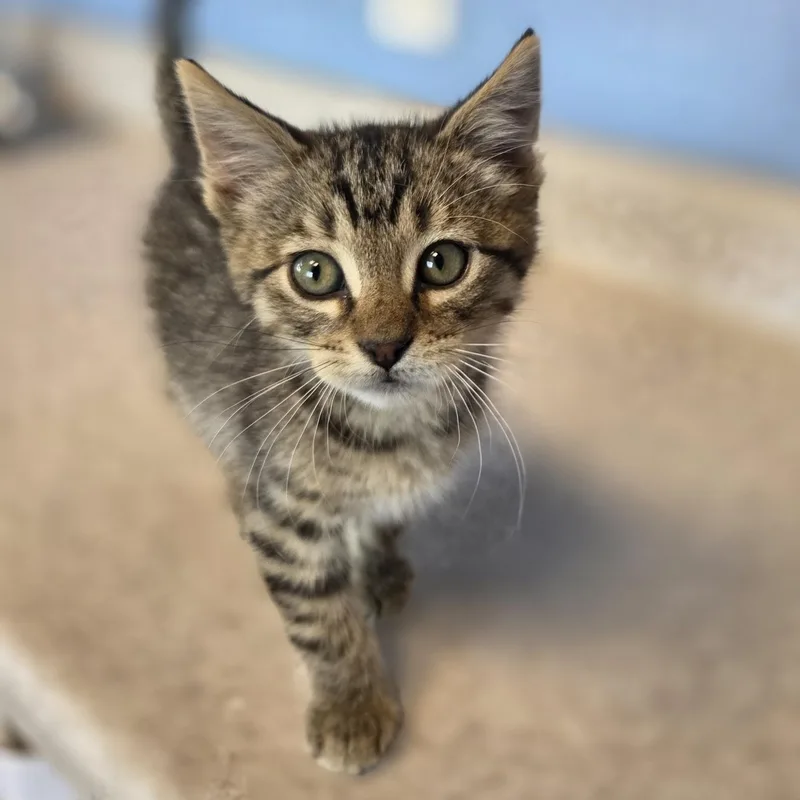 A baby small-sized male Tabby (Brown / Chocolate) Domestic Short Hair cat named Bello for adoption in Brookings, SD
