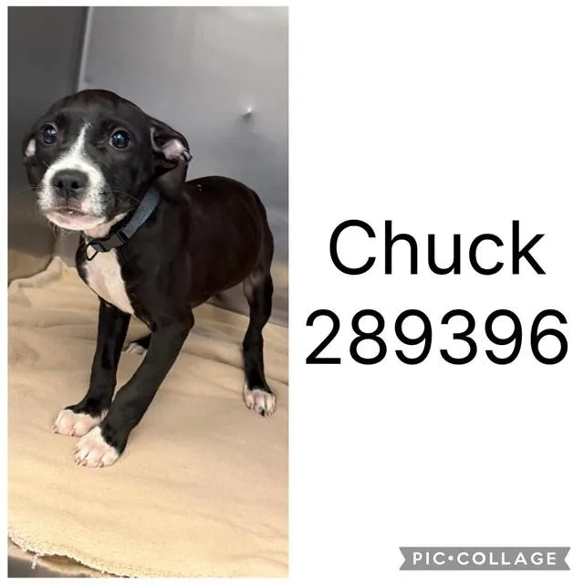 Chuck