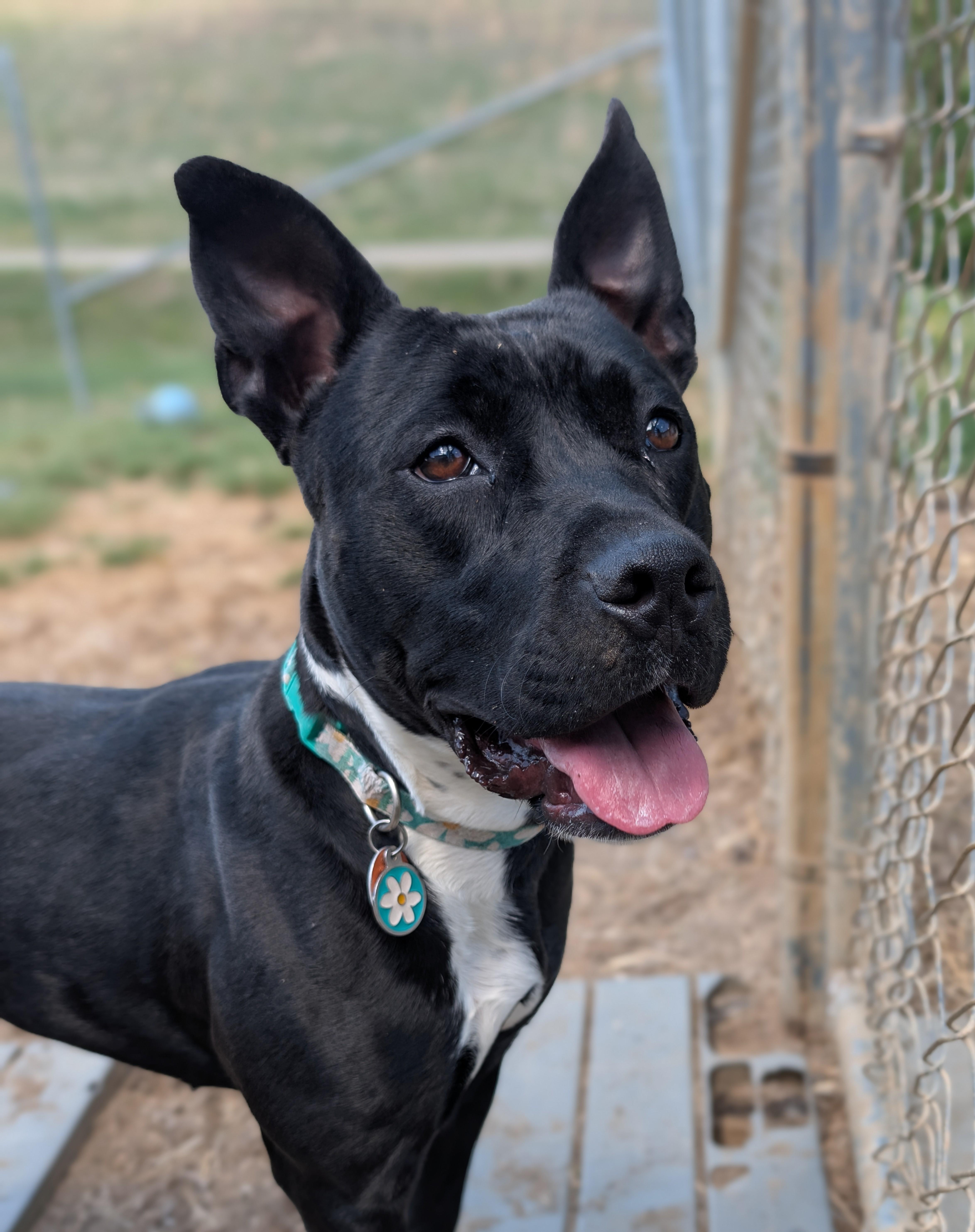 A young medium-sized female Black Terrier dog named Lily for adoption in Blackstone, VA