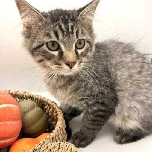 A baby medium-sized male Domestic Long Hair cat named Bbq for adoption in Springfield, MO