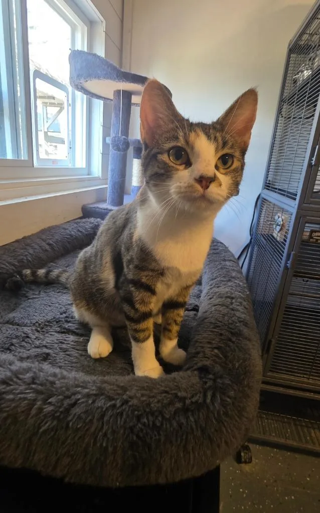 A baby medium-sized female Domestic Short Hair cat named Pickles for adoption in Miami, OK