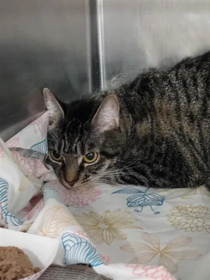 An adult small-sized female Domestic Short Hair cat named Fudgie for adoption in Largo, FL